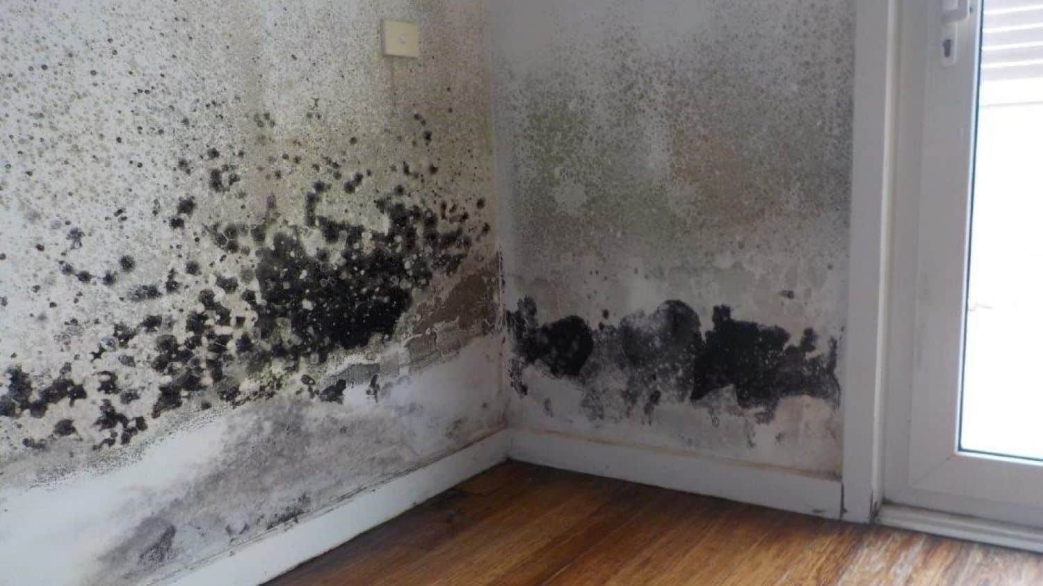 Pleseň v záhradnej stavbe