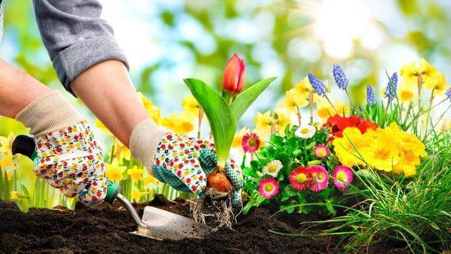 Sadenie tulipánov na záhrade