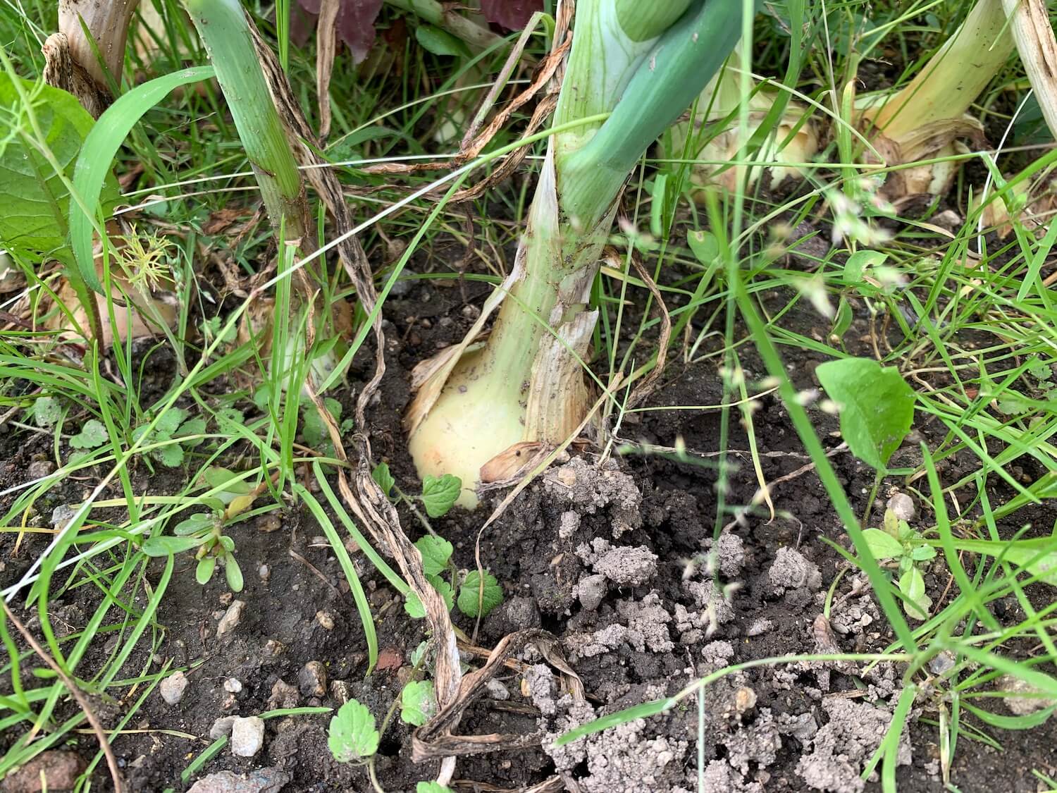 Burina okolo cibule.