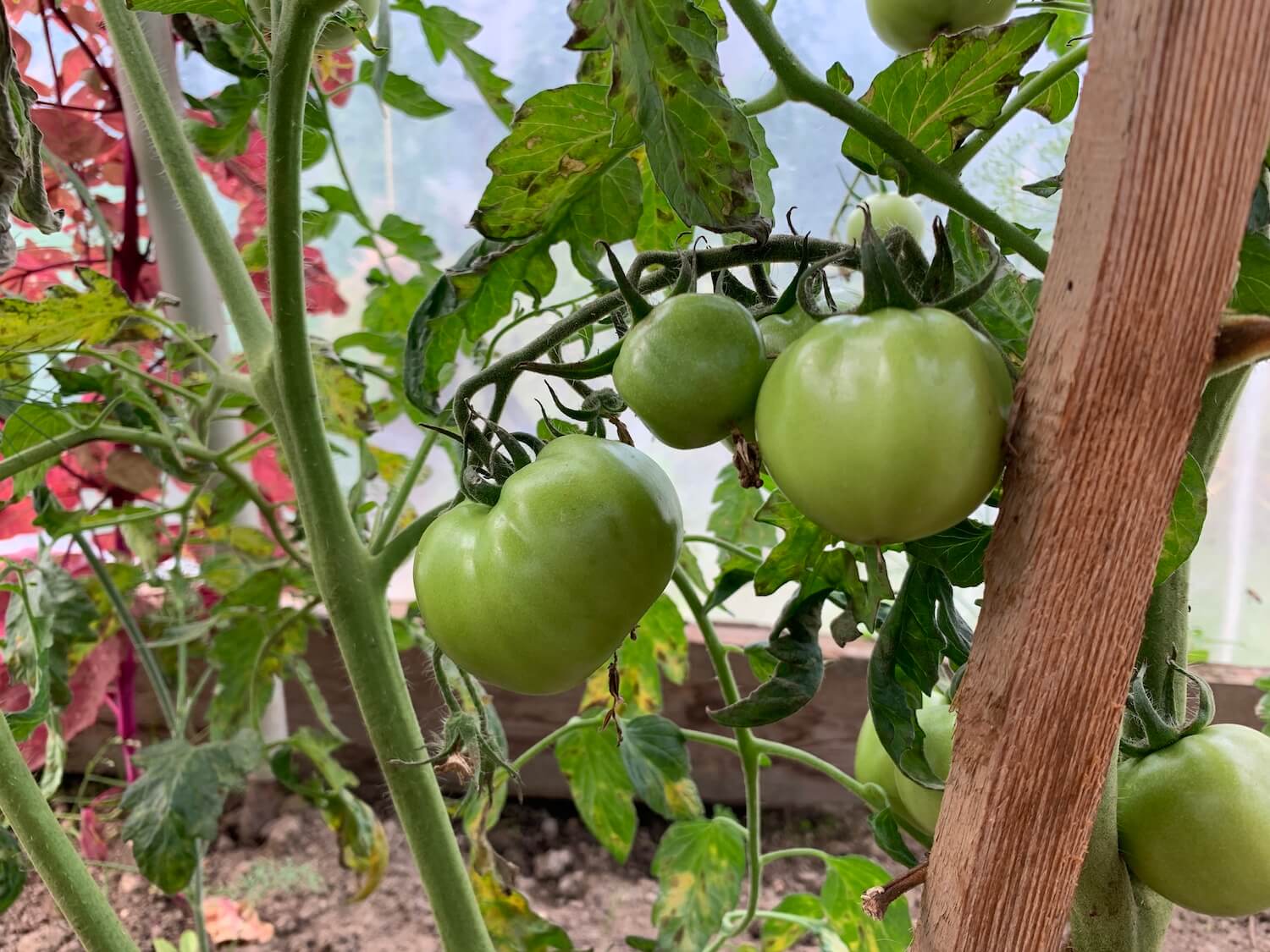 Paradajky v skleníku