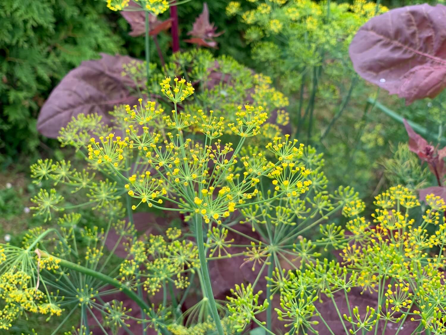 Rozkvitnutý kôpor.