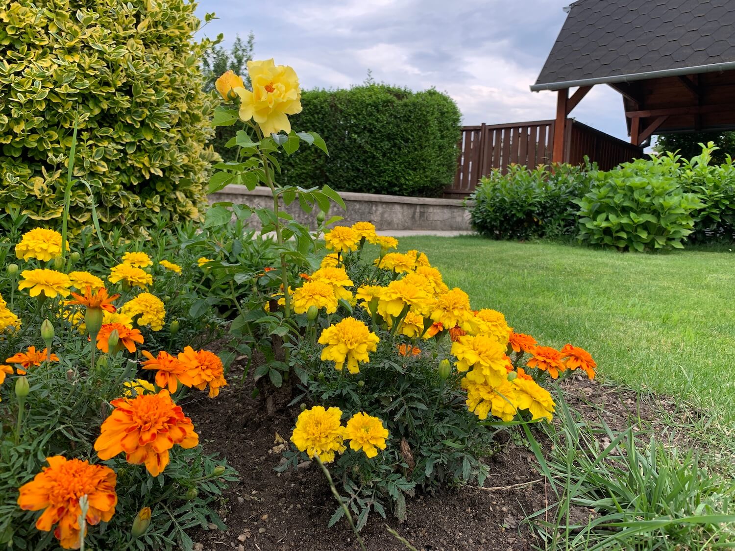 Žlté a oranžové kvety v záhrade