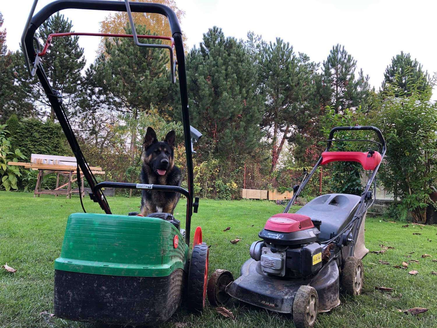 Dve kosačky pred psíkom