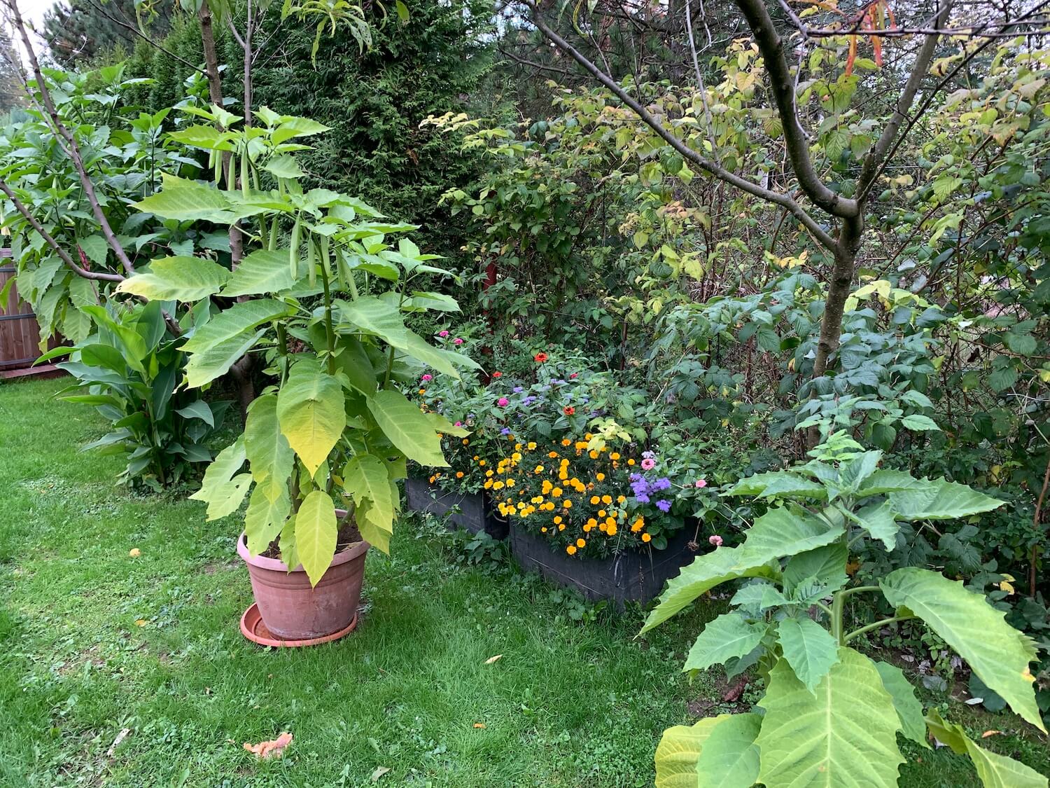 Rôzne druhy kvetov v záhrade