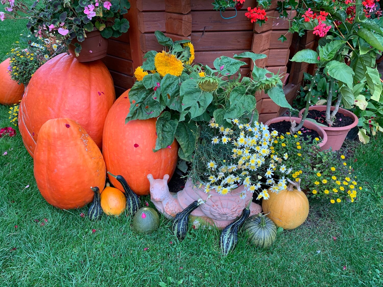Tekvice a kvety v dóze slimáka