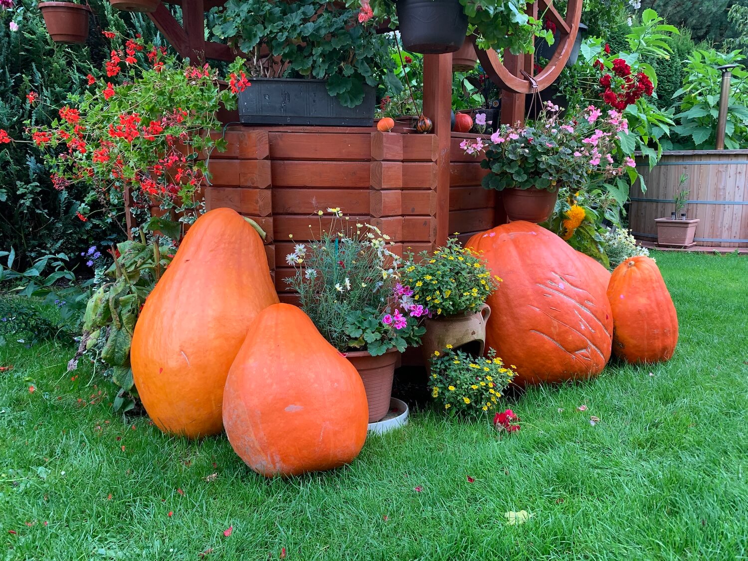 Vyrezané tekvice v záhrade.