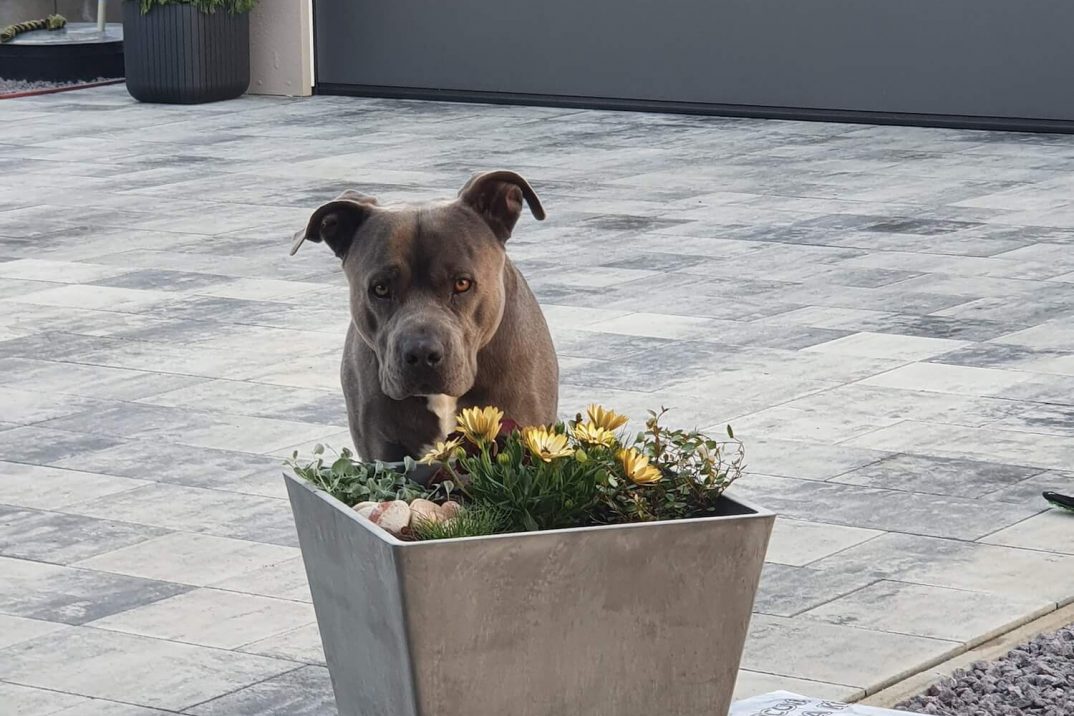 Psík pri kvetoch pred garážou