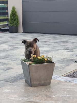 Garáž a záhradný domček v okrese Levice