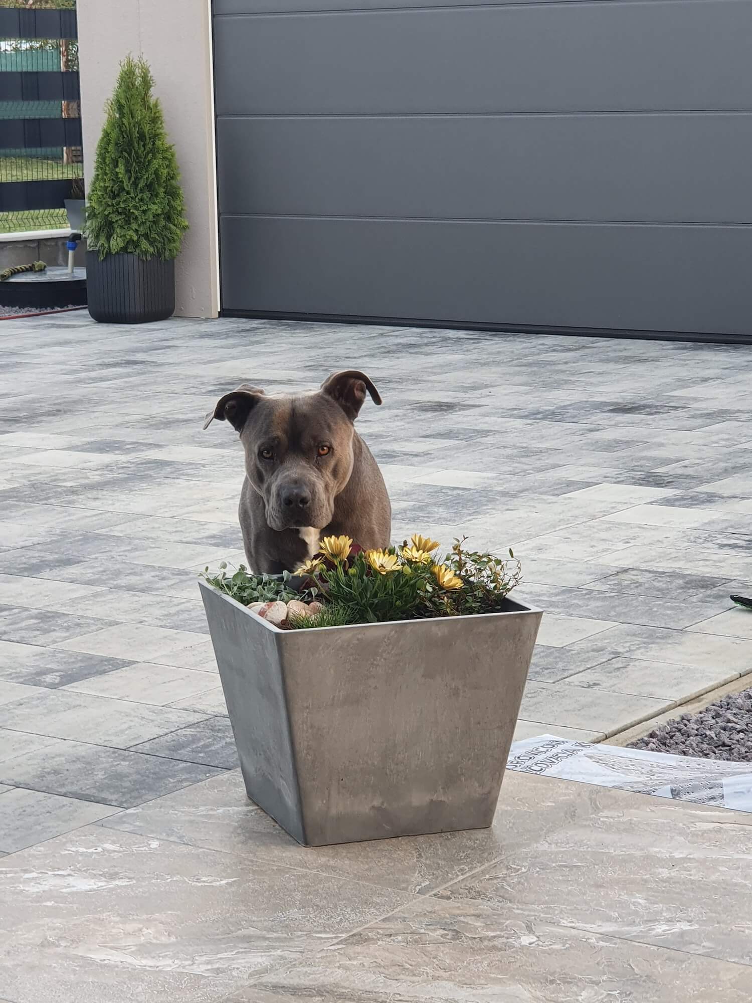 Psík pri kvetoch pred garážou