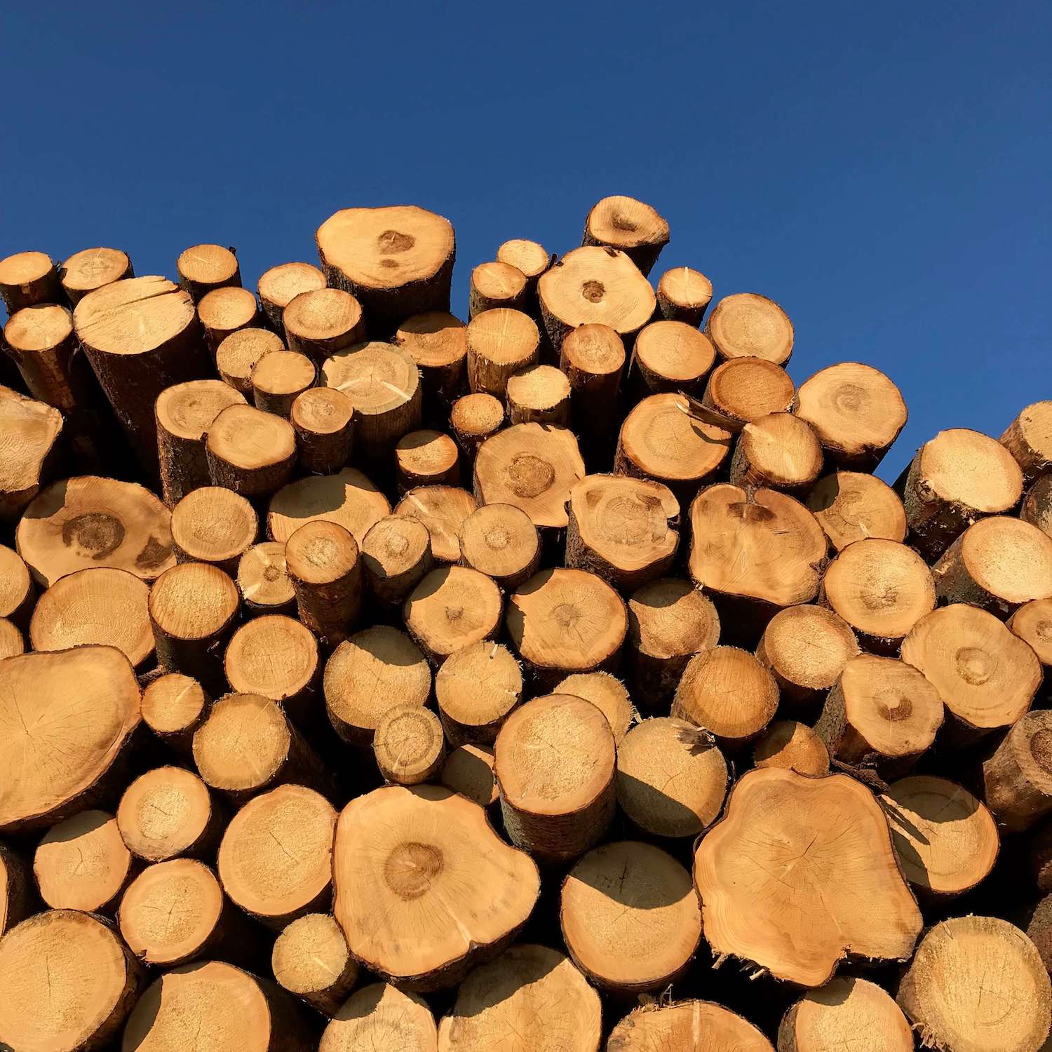 Kopa napíleného dreva