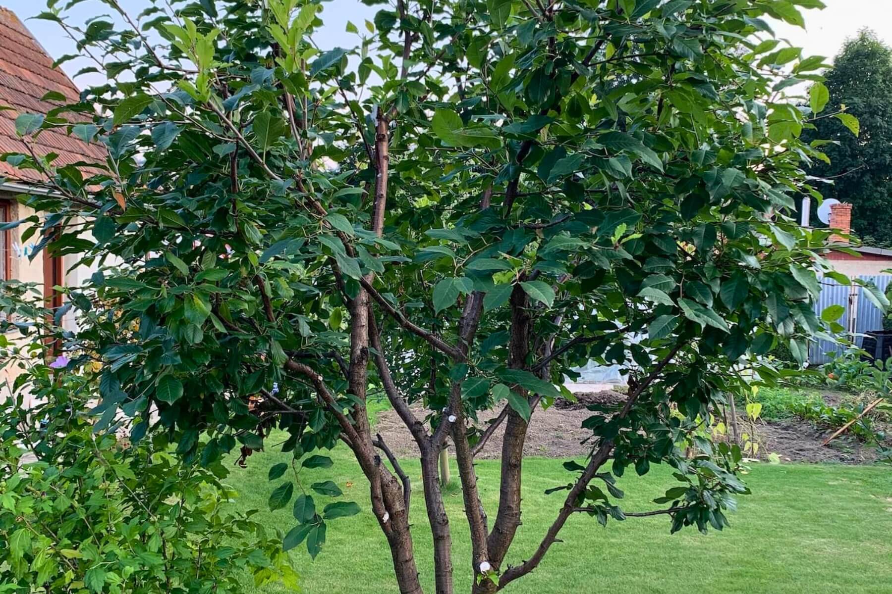 Orezaný stromček v záhrade.