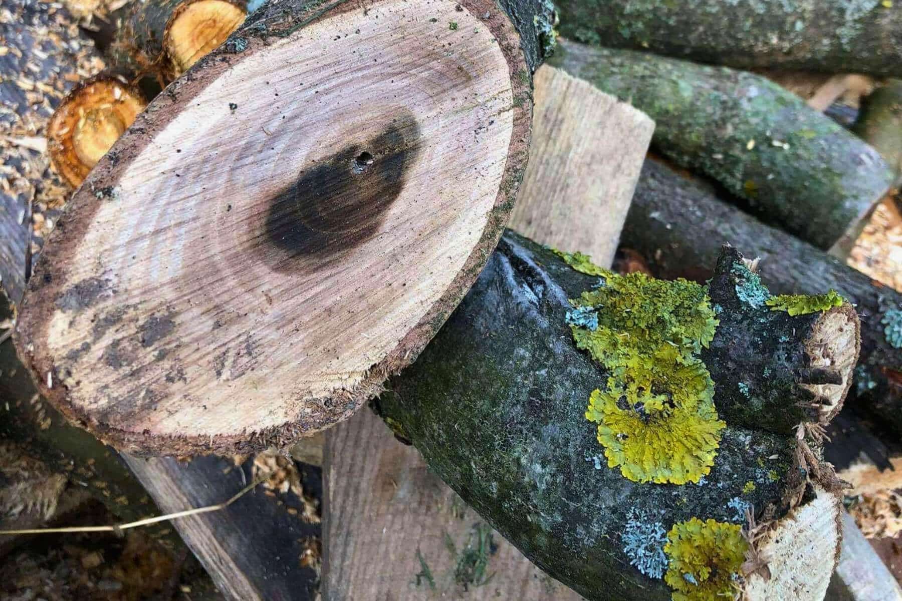 Od&scaron;tiepen&eacute; drevo.