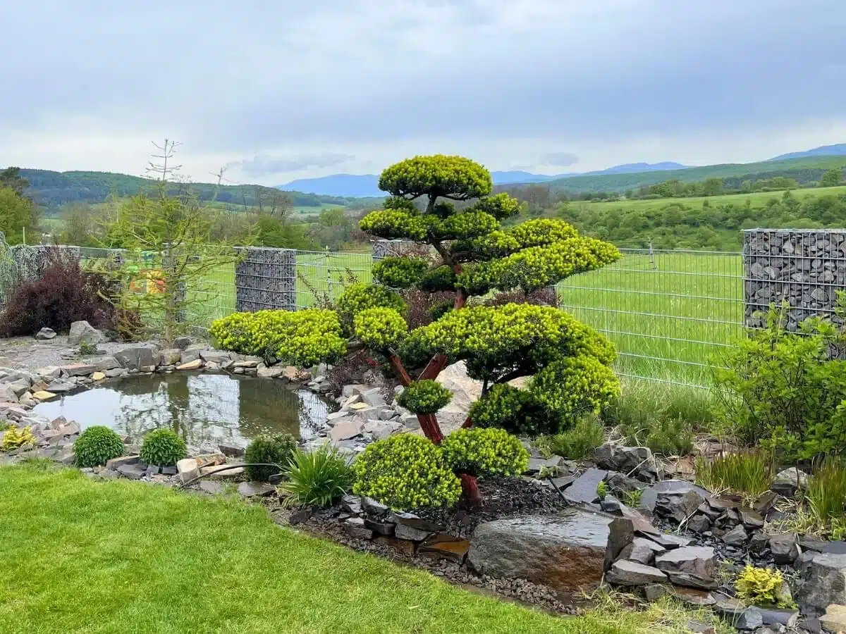 Japonská záhrada s jazierkom.