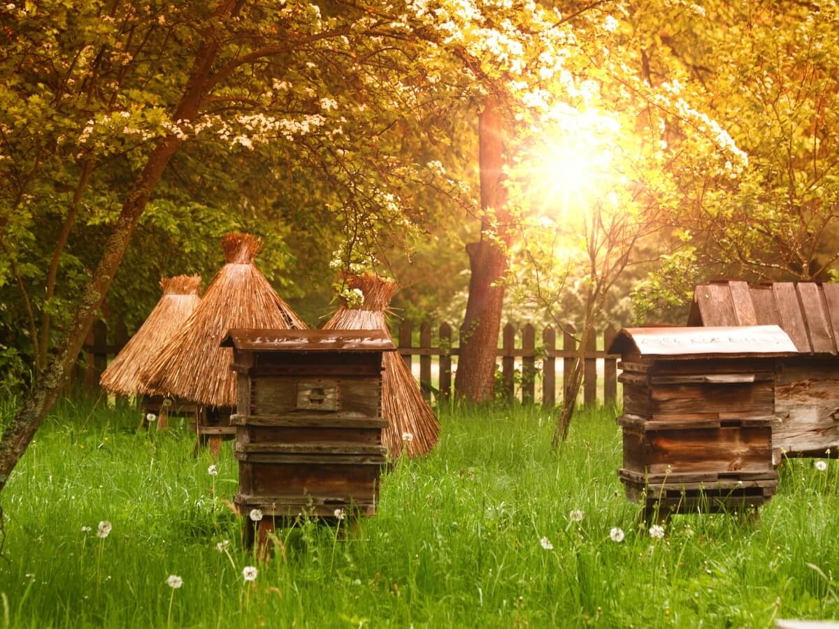 Úle v záhrade.