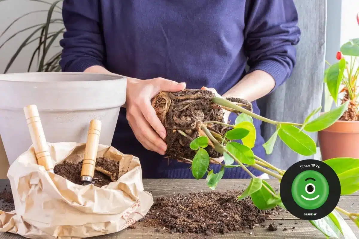 Detail na ženu držiacu korene a presádzajúcu rastlinu Zamioculcas.