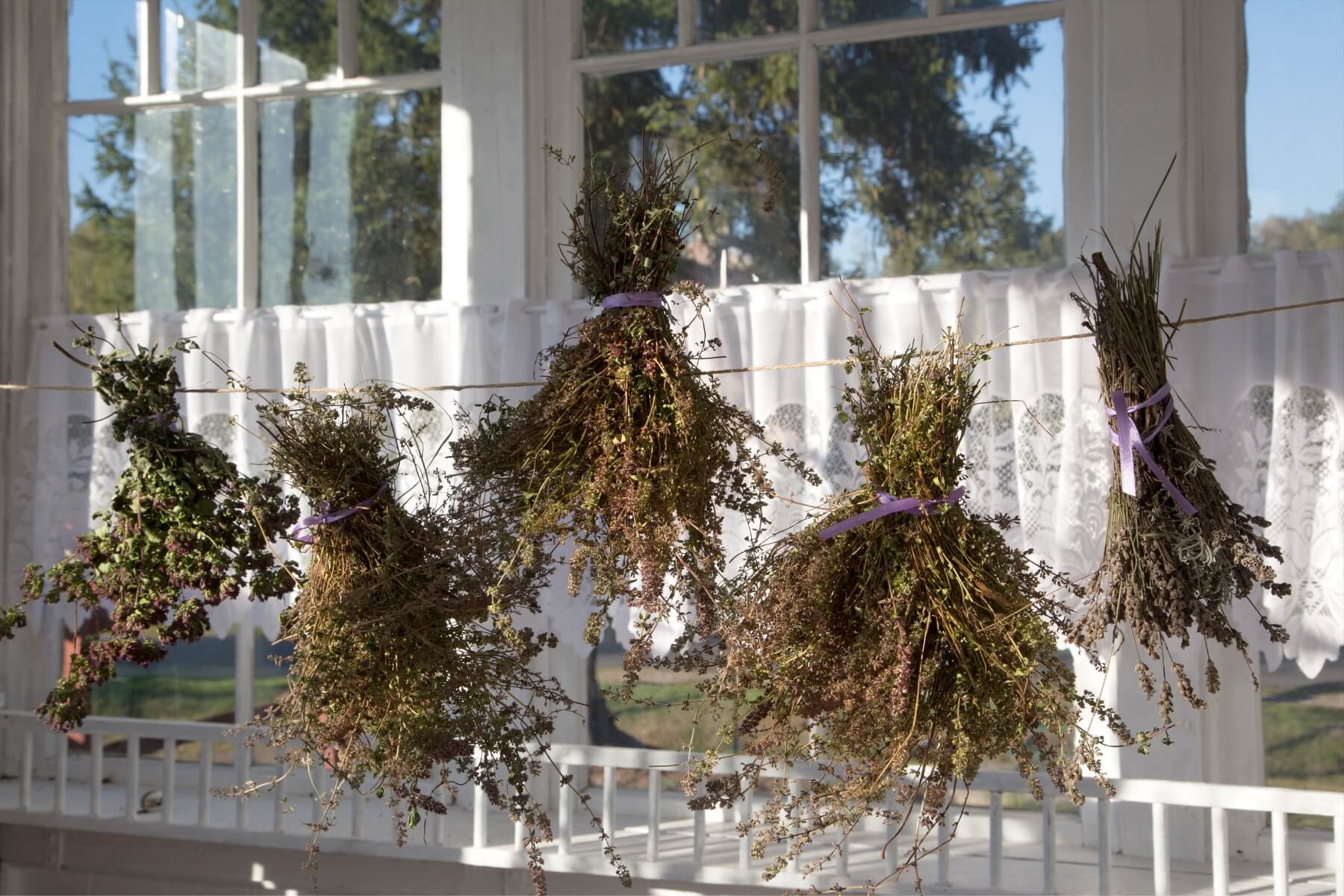 Sušenie byliniek na okne záhradného domčeka.