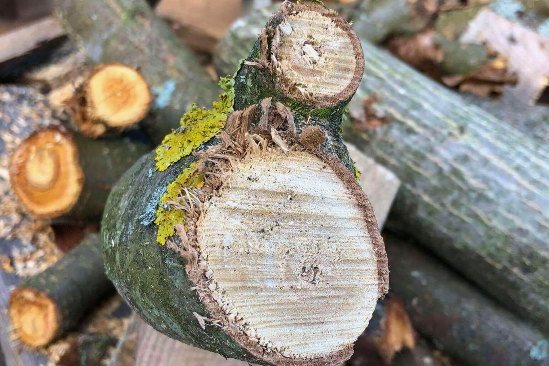 Ukážka odrezaných konárov rôznej hrúbky.