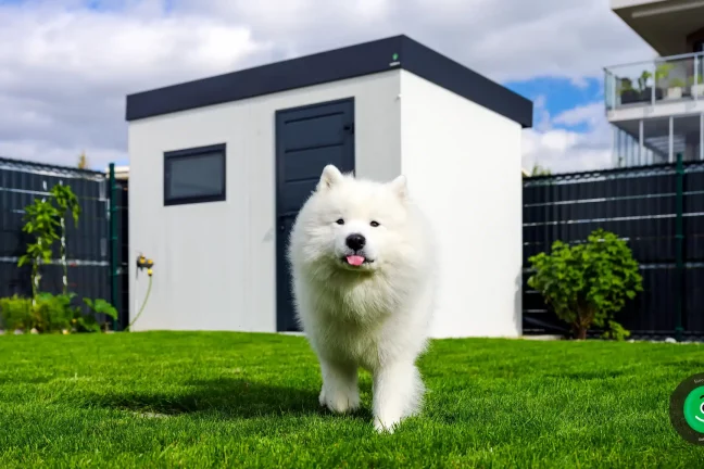 krásny chlpatý biely pes pred záhradným domčekom