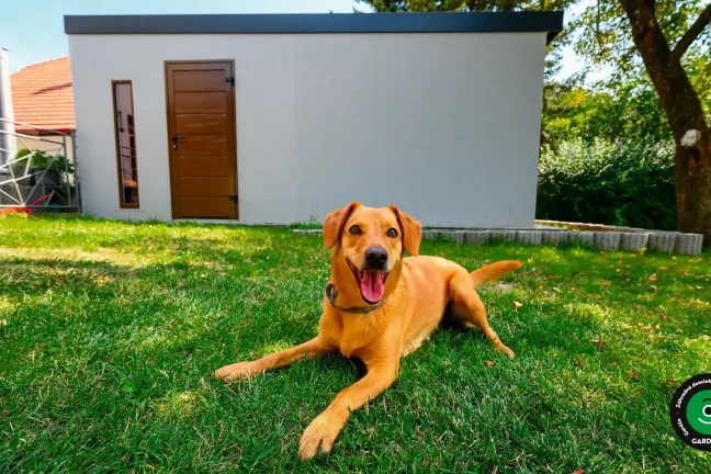Pes leží na tráve pred modernou garážou so vstupnými dverami.
